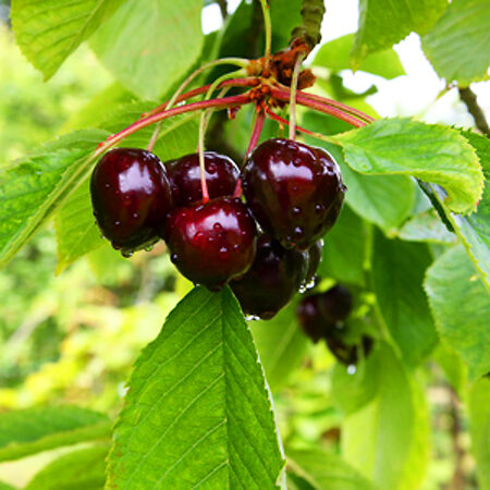 Sam Cherry Tree For Sale Online | The Tree Center