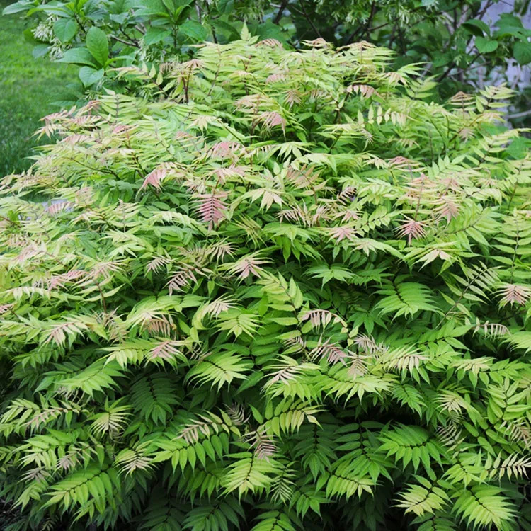 Sem False Spirea For Sale Online | The Tree Center