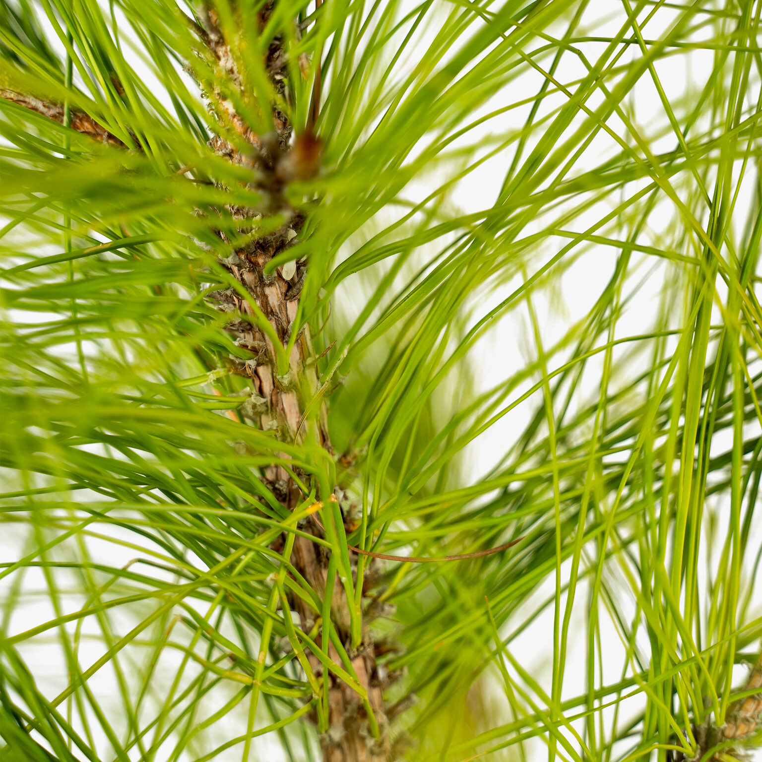 Slash Pine Trees For Sale Online The Tree Center