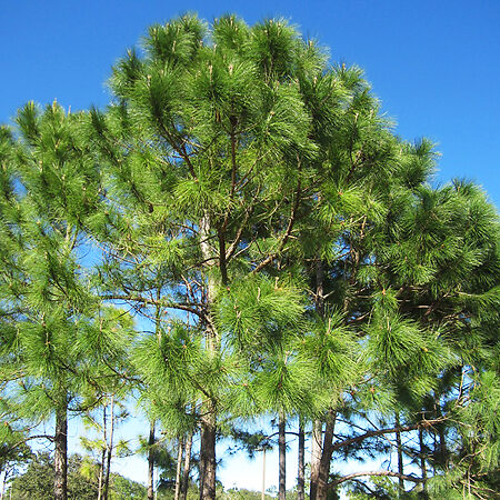 Slash Pine Trees For Sale Online | The Tree Center