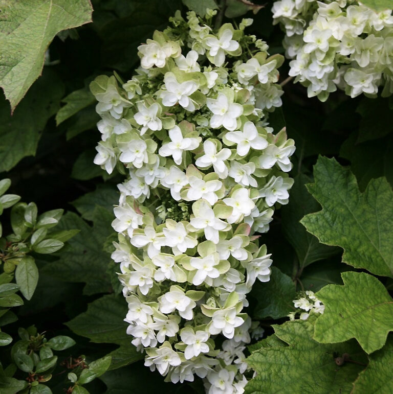 Snowflake Oakleaf Hydrangea For Sale Online | The Tree Center