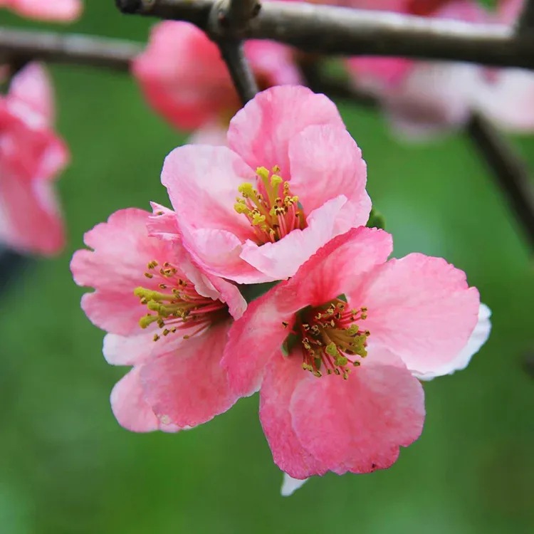 Toyo-Nishiki Quince For Sale Online | The Tree Center