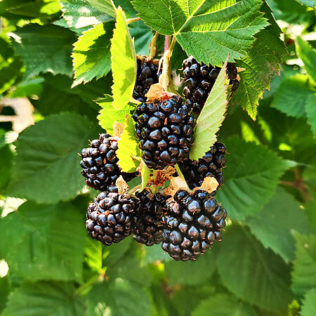 Triple Crown Blackberry For Sale Online | The Tree Center