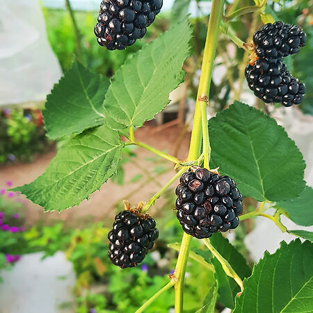 Triple Crown Blackberry For Sale Online | The Tree Center