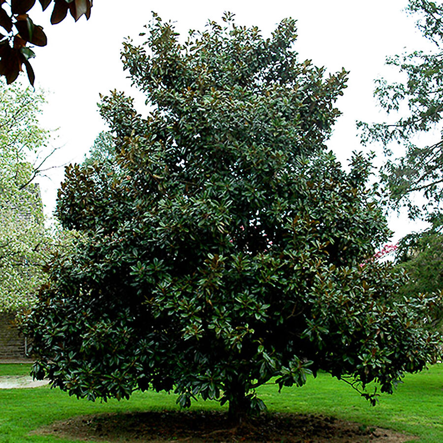 Victoria Southern Magnolia For Sale Online | The Tree Center