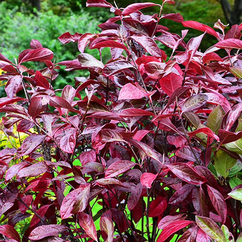 Winterthur Viburnum For Sale Online | The Tree Center