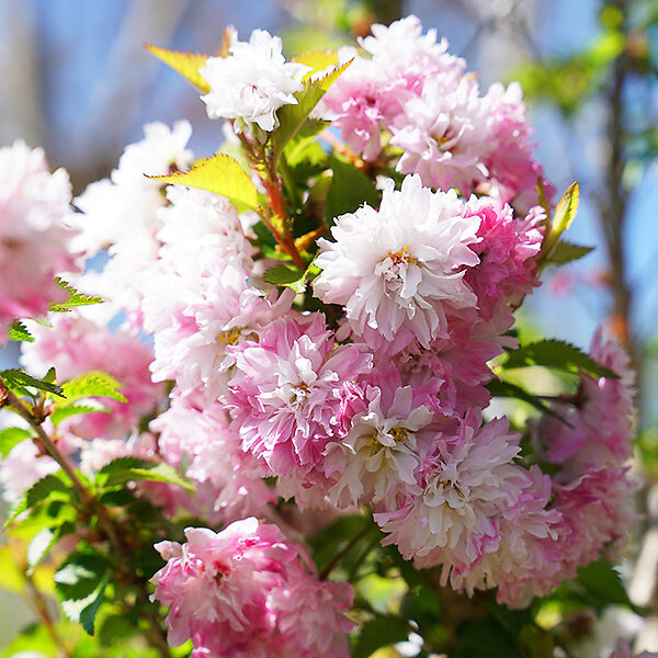 Zuzu Flowering Cherry For Sale Online | The Tree Center