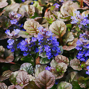 Black Scallop Ajuga For Sale Online | The Tree Center