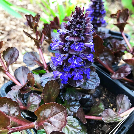 Black Scallop Ajuga For Sale Online | The Tree Center