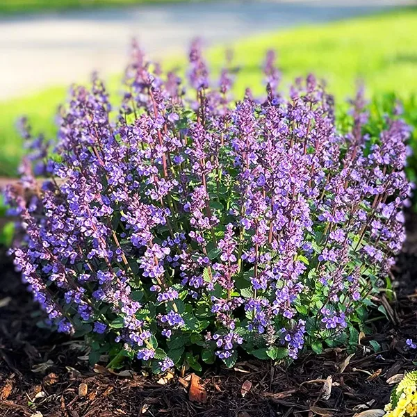 Cat's Pajamas' Catmint  Buy Proven Winners Plants Online – Proven