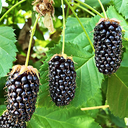 ‘Columbia Star’ Blackberry For Sale Online | The Tree Center