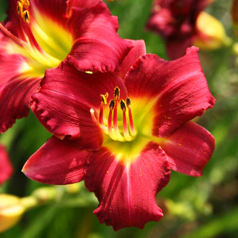 Pardon Me Daylily For Sale Online The Tree Center