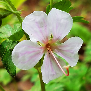 Biokovo Hardy Geranium For Sale Online | The Tree Center