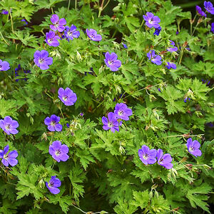 Rozanne Hardy Geranium For Sale Online | The Tree Center