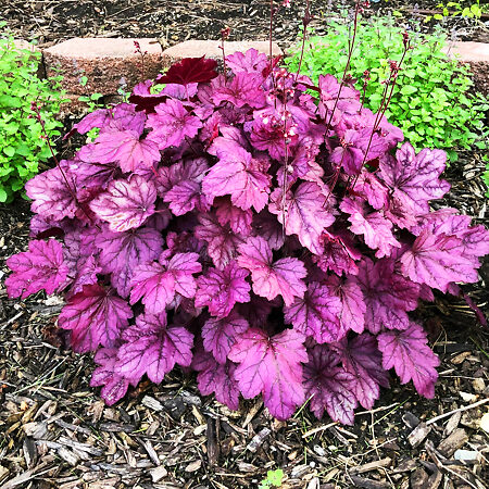 Wildberry Heuchera For Sale Online | The Tree Center