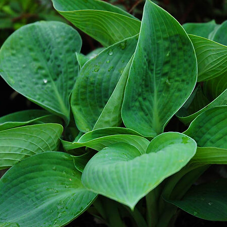 Big Daddy Hosta: Hardy, Shade-Tolerant Perennial | The Tree Center