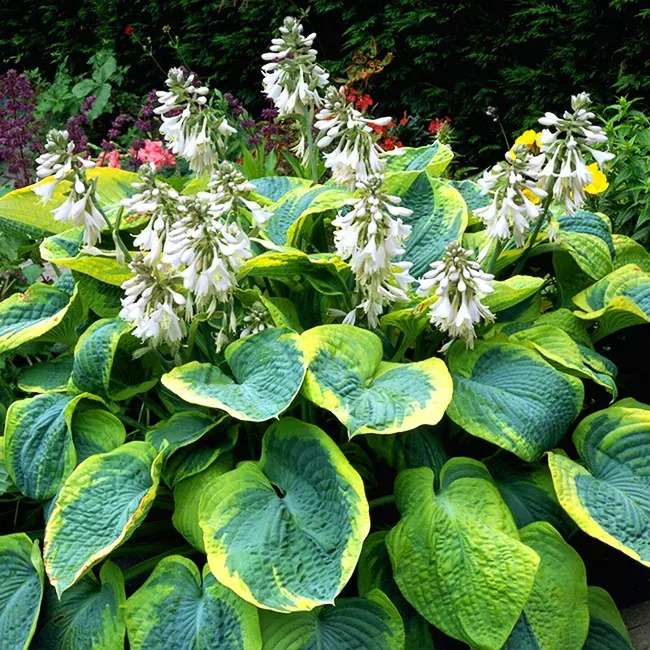 Frances Williams Hosta: Large, Variegated Leaf Perennial | The Tree Center