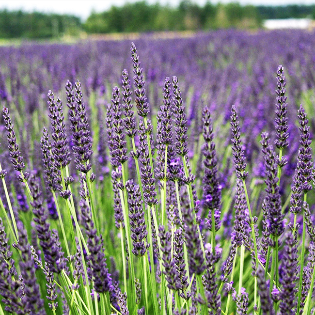 Grosso Lavender | The Tree Center™