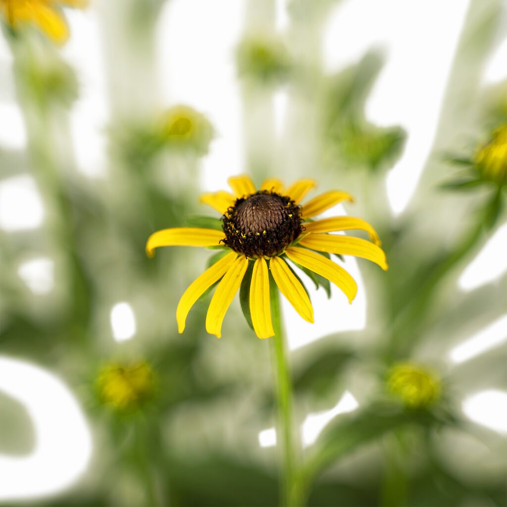 Little Goldstar Black-eyed Susan For Sale Online | The Tree Center