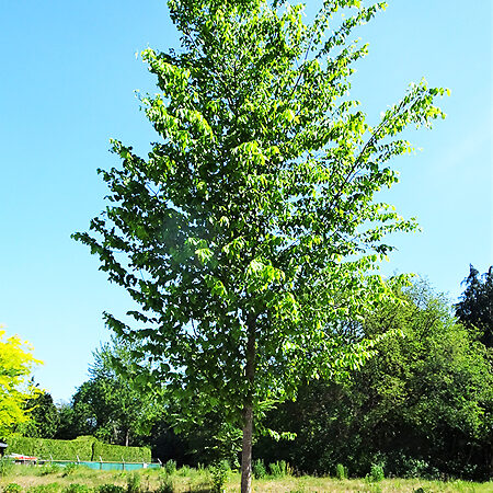 New Harmony American Elm For Sale Online | The Tree Center