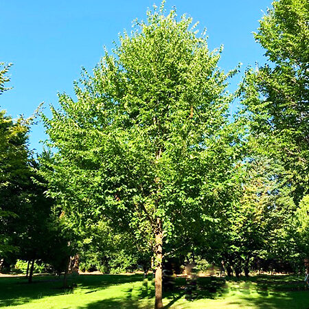 New Harmony American Elm For Sale Online | The Tree Center