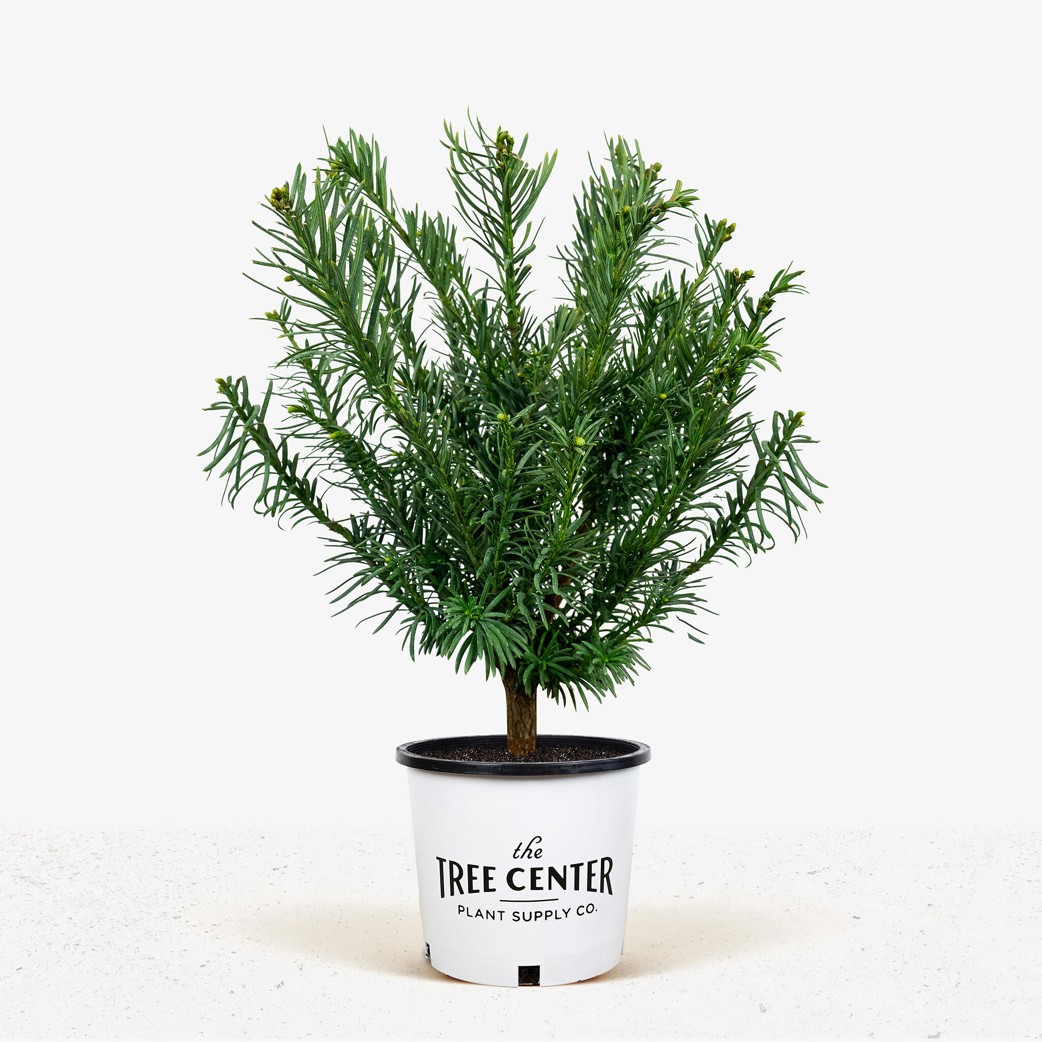 Yewtopia Plum Yew For Sale Online | The Tree Center