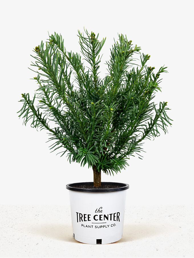 Korean Gold Plum Yew For Sale Online | The Tree Center