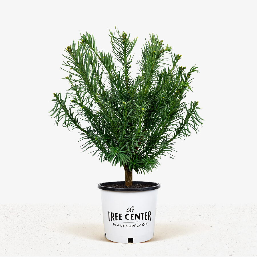 Yewtopia Plum Yew For Sale Online | The Tree Center