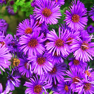 Purple Dome New England Aster For Sale Online | The Tree Center