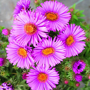 Purple Dome New England Aster For Sale Online | The Tree Center
