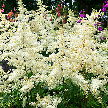 Deutschland Astilbe For Sale Online | The Tree Center