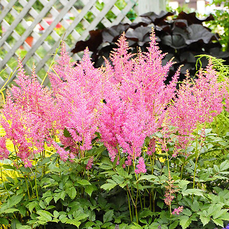 Rheinland Astilbe For Sale Online | The Tree Center