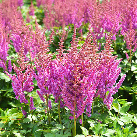 Vision Astilbe For Sale Online | The Tree Center