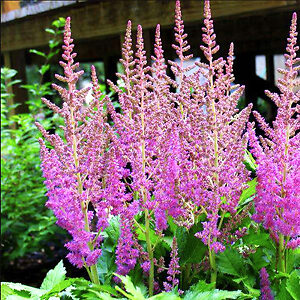 Vision Astilbe For Sale Online | The Tree Center