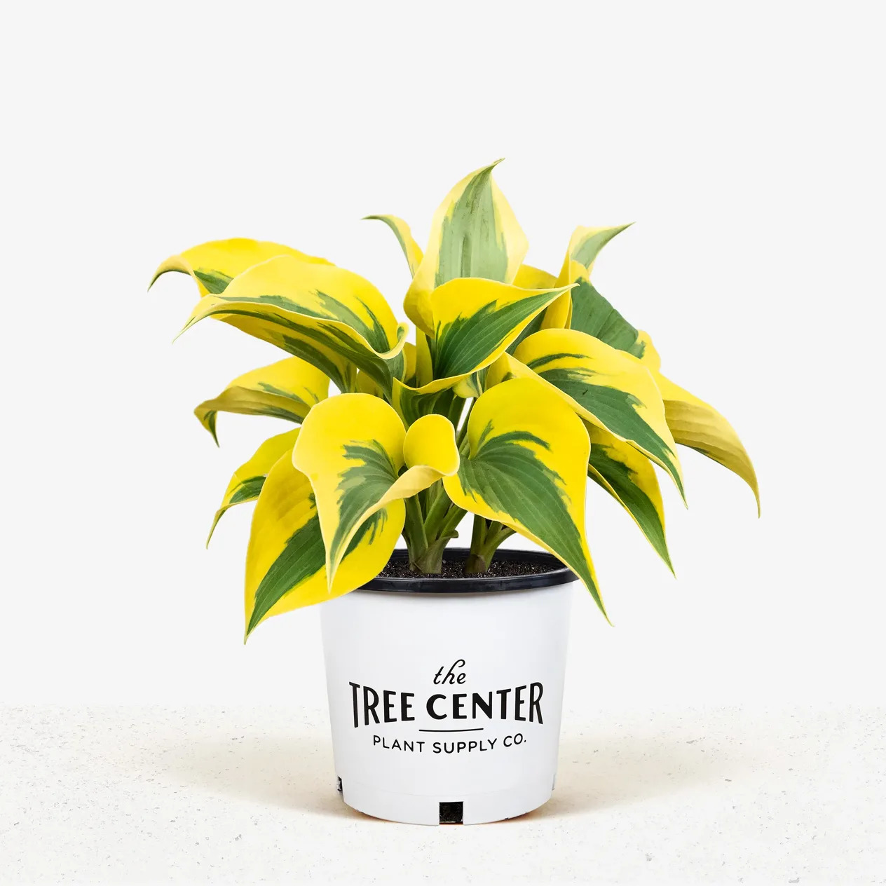 Autumn Frost Hosta For Sale Online | The Tree Center