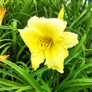 Big Time Happy Daylily For Sale Online | The Tree Center