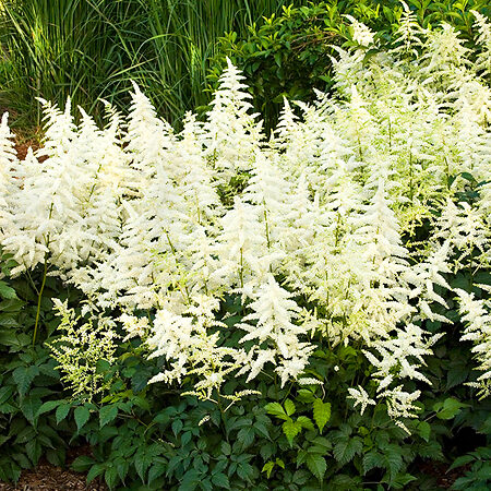 Bridal Veil Astilbe For Sale Online | The Tree Center