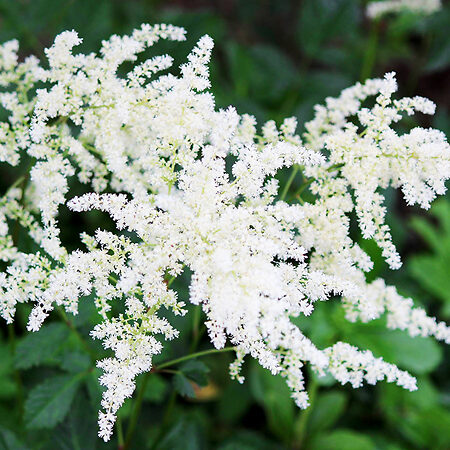 Bridal Veil Astilbe For Sale Online | The Tree Center