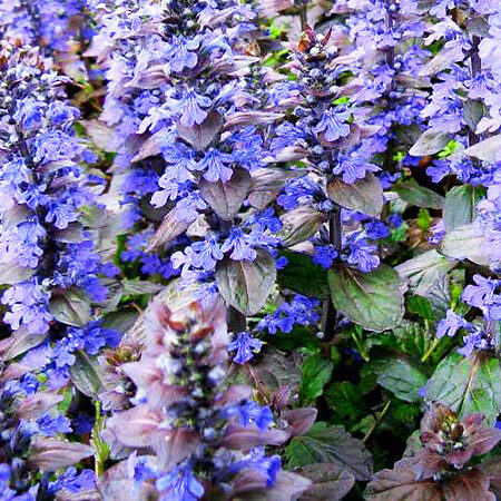 Bronze Beauty Ajuga For Sale Online | The Tree Center