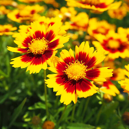 Uptick Gold and Bronze Coreopsis For Sale Online | The Tree Center