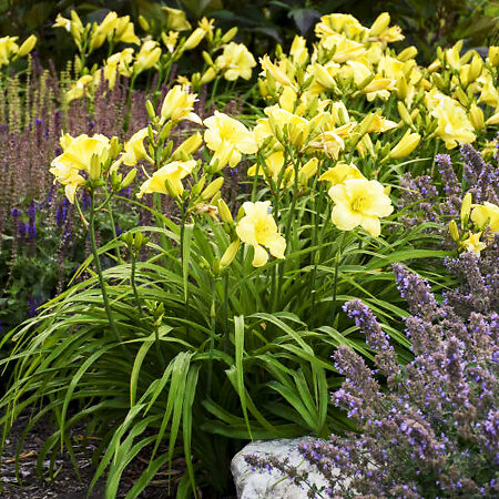 Going Bananas Daylily For Sale Online | The Tree Center