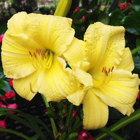 Going Bananas Daylily For Sale Online | The Tree Center