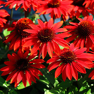 Sombrero® Sangrita Echinacea For Sale Online | The Tree Center