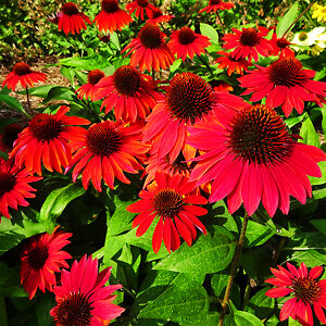 Sombrero® Sangrita Echinacea For Sale Online 