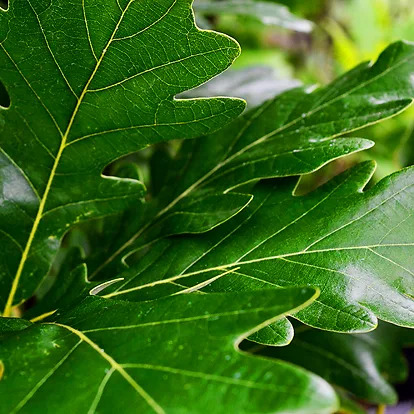 English Oak Tree For Sale Online | The Tree Center