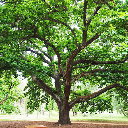 English Oak For Sale