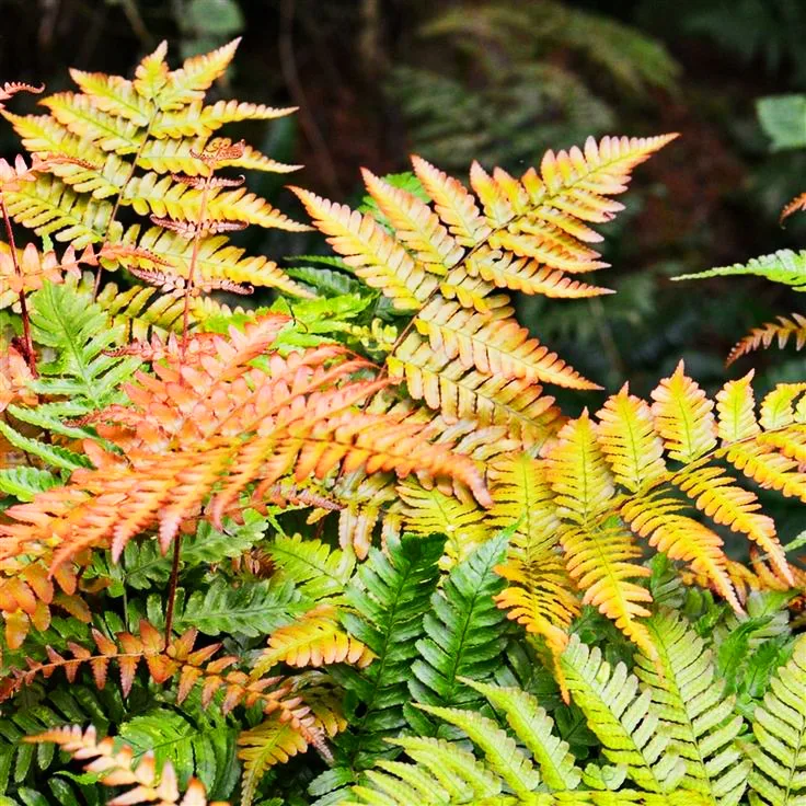 Autumn Fern For Sale Online The Tree Center