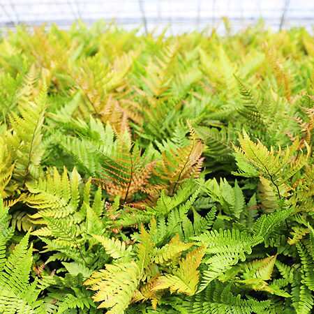 Autumn Fern For Sale Online | The Tree Center