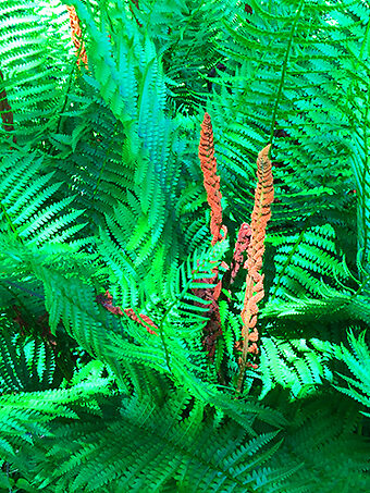 Cinnamon Fern