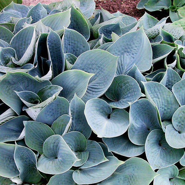 Hadspen Blue Hosta For Sale Online | The Tree Center